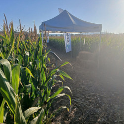 party sátor bérlés, brent.hu