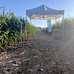 party sátor bérlés, brent.hu